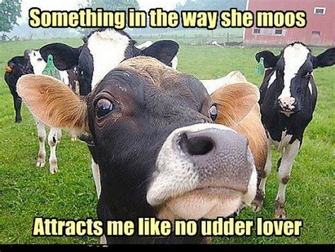 cow meme|funny cow memes images.